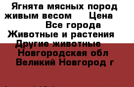 Ягнята мясных пород живым весом.  › Цена ­ 125 - Все города Животные и растения » Другие животные   . Новгородская обл.,Великий Новгород г.